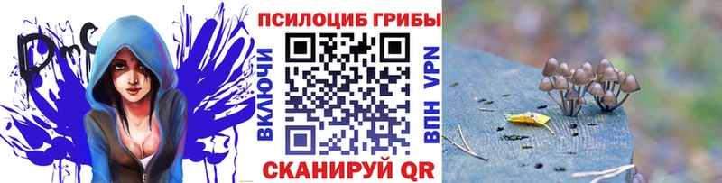 Купить  Братск  Псилоцибиновые грибы Psilocybe 